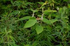 Colquhounia coccinea